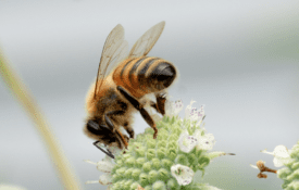 Pollinator on flower