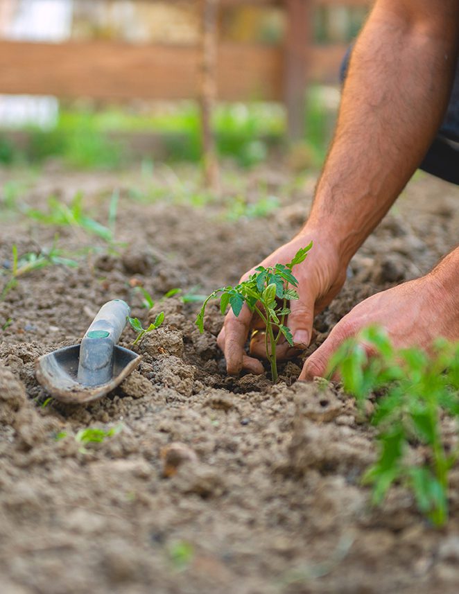 A man planting a tomato plant in a garden.