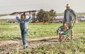 A father and his two children, one boy and one girl, walking on a farm road with cows in the distance.