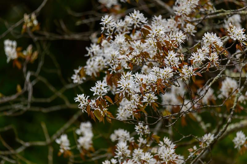 Flowering serviceberry