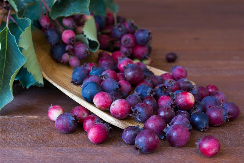 Serviceberry fruit