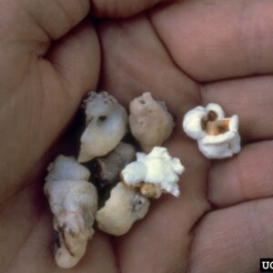 SPB pitch tubes compared to popcorn.