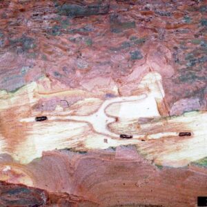 Figure 3. Galleries created by Ips calligraphus.