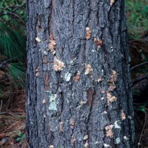 Large black turpentine beetle pitch tubes at the base of pine tree.