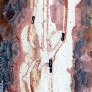 Figure 4. Galleries created by Ips calligraphus