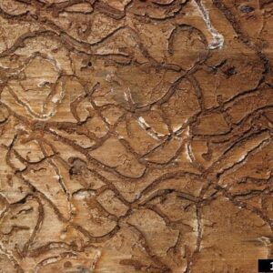 S-shaped galleries produced by SPB beneath bark.