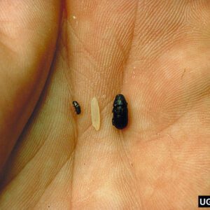 A comparison of Southern pine beetle, a rice grain, and black turpentine beetle.