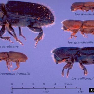 Size differences among beetles that infest southern pines