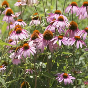 Figure 23. Purple cone flower, Echinacea purpurea
