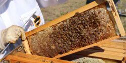 A closeup of a beekeeper holding a frame of honey bees and honey as it is pulled out of the hive.