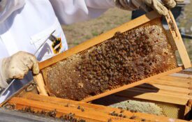 A closeup of a beekeeper holding a frame of honey bees and honey as it is pulled out of the hive.