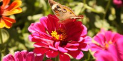 Common buckeye butterfly (Junonia coeniaes fraternus)