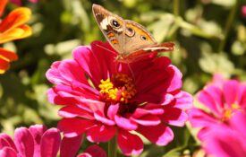 Common buckeye butterfly (Junonia coeniaes fraternus)