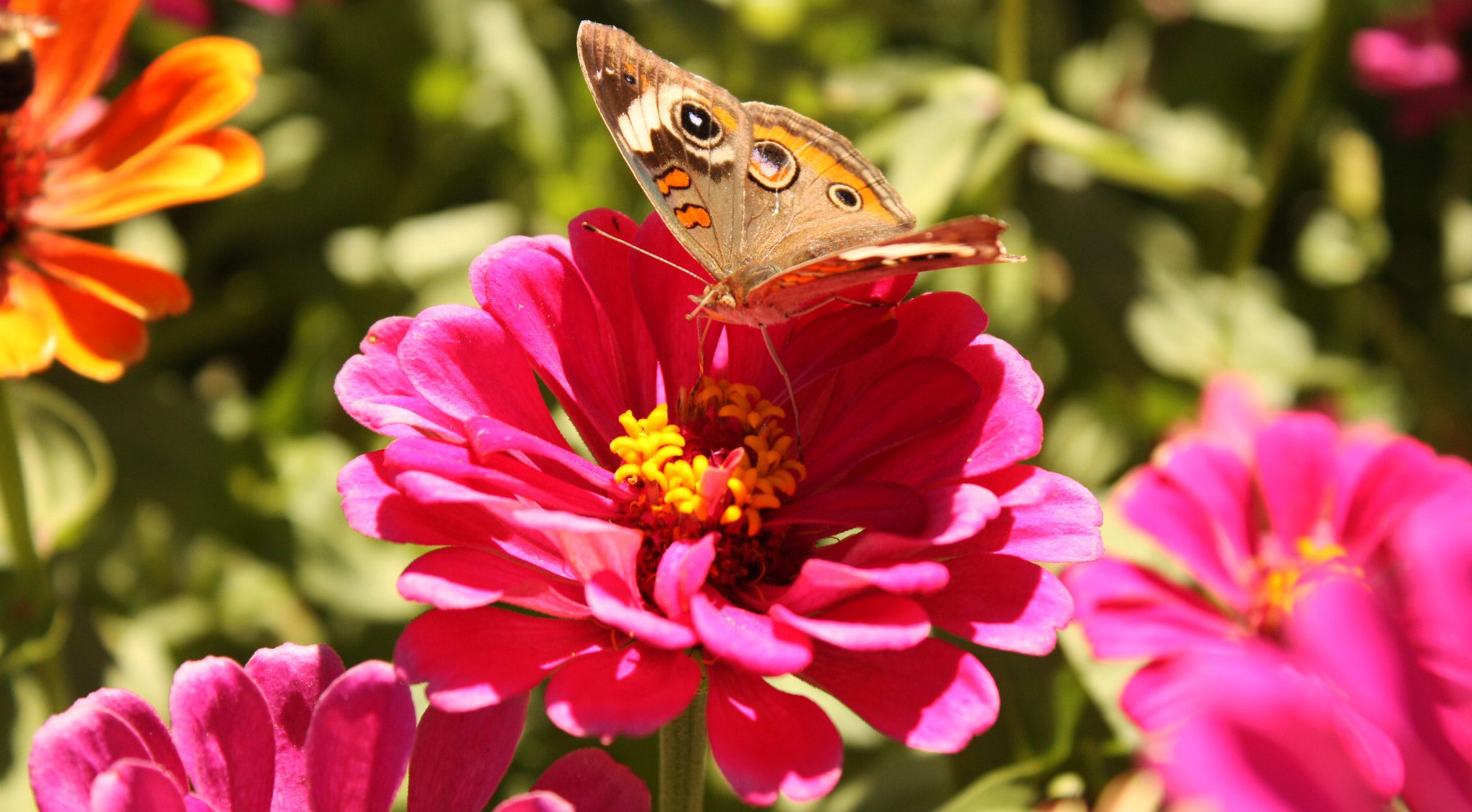 Common buckeye butterfly (Junonia coeniaes fraternus)