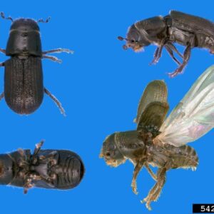 Adult Southern pine beetle.