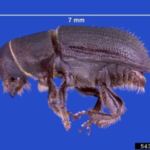 An adult black turpentine beetle