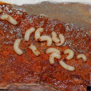 Black turpentine beetle larvae.
