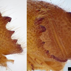 Figure 6. Ips grandicollis