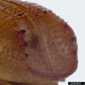 Figure 5. Ips avulsus