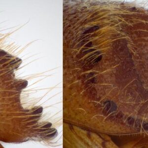 Figure 7. Adult Ips calligraphus beetles with scooped out abdomen and spines.