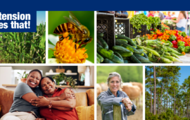 A collage of photos featuring farm and family images with the words Extension does that! The images correlate to programming offered in the Alabama Extension Webinar Series.