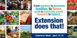 A collage of images related to Extension programs with the following words: From gardens to groceries families to farms, youth to community growth, research to impact...Extension does that! Extension Week April 12-18