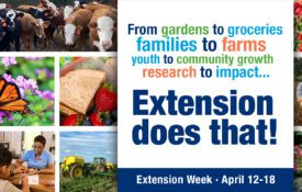 A collage of images related to Extension programs with the following words: From gardens to groceries families to farms, youth to community growth, research to impact...Extension does that! Extension Week April 12-18