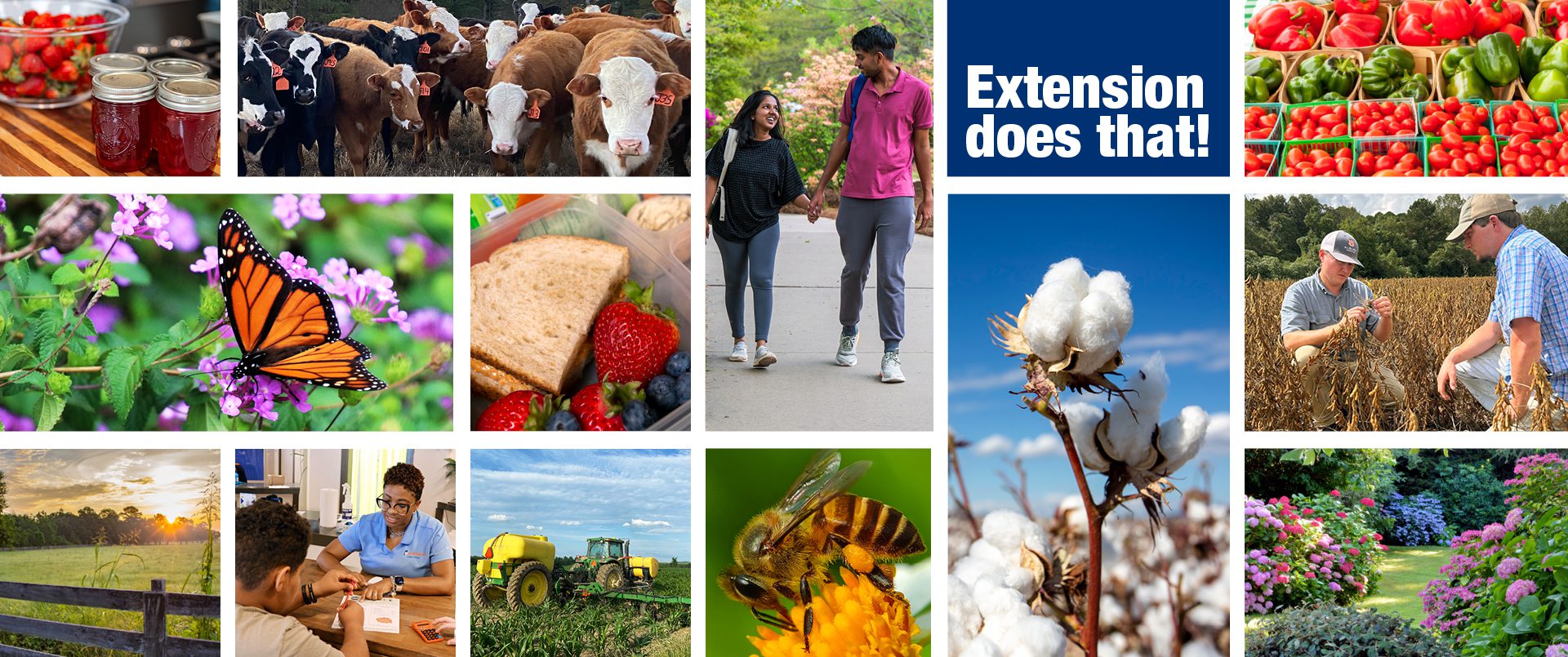 A collage of people, animals, plants, and other representations of Extension programming.