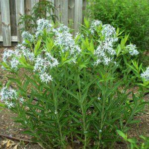 Figure 6. Eastern bluestar, Amsonia tabernaemontana (Photo credit: Susan Strine CC BY 2.0)