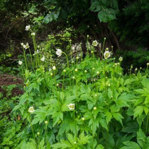 Figure 7. Tall anemone, Anemone virginiana (Photo credit:: F. D. Richards CC BY-NC 2.0)