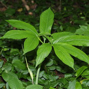 Figure 9. Green dragon, Arisaema dracontium (Photo credit: Steven J. Baskauf CC BY 4.0)
