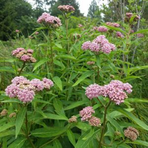 Figure 10. Swamp milkweed, Asclepias incarnata (Photo credit: Charlotte Glen CC BY-NC-SA 4.0)