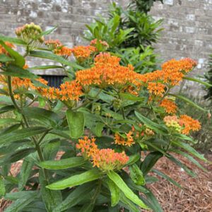 Figure 12. Butterfly milkweed, Asclepias tuberosa