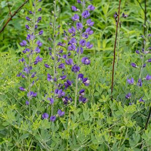 Figure 14. Blue wild indigo, Baptisia aberrans (Photo credit: © Richard Hitt, some rights reserved (CC-BY-NC-SA)