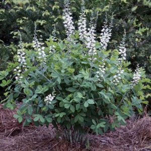 Figure 13. White wild indigo, Baptisia alba (Photo credit: Nancy Kurul CC BY 4.0)