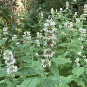 Figure 15. Wood mint, Blephilia hirsuta (Photo credit: © smakrinos, some rights reserved (CC-BY-NC)