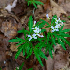 Figure 86. Cutleaf toothwort, Cardamine concatenata