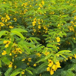 Figure 103. Partridge pea, Chamaecrista fasciculata