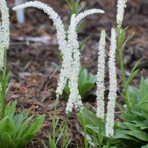 Figure 16. Fairywand, Chamaelirium luteum (Photo credit: JC Raulston Arboretum CC BY 2.0)