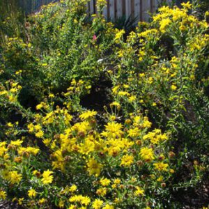 Figure 21. Maryland golden aster, Chrysopsis mariana (Photo credit: Linda Querec CC BY 2.0)