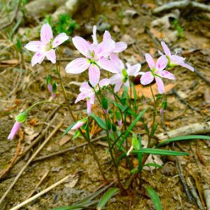 Figure 87. Spring beauty, Claytonia virginica (Photo credit: Fritzflohrreynolds CC BY-SA 3.0)