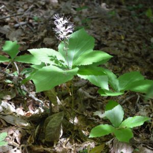 Figure 17. Horsebalm, Collinsonia verticillata (Photo credit: Celeste Ray CC BY-NC 4.0)