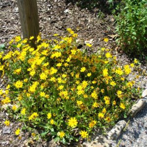 Figure 19. Lance leaf coreopsis, Coreopsis lanceolata (Photo credit: Susan Strine CC BY 2.0)