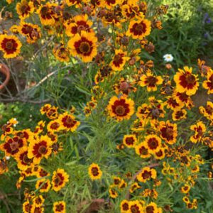 Figure 104. Tickseed coreopsis, Coreopsis tinctoria