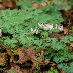 Figure 88. Dutchman’s breeches, Dicentra cucullaria