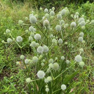 Figure 24. Rattlesnake master, Eryngium yuccifolium (Photo credit: © Matt, some rights reserved (CC-BY-NC))