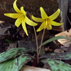 Figure 89. Trout lily, Erythronium americanum (Photo credit: Fritzflohrreynolds CC BY-SA 3.0)