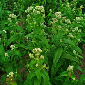 Figure 25. Common boneset, Eupatorium perfoliatum (Photo credit: H. Zell CC BY-SA 3.0)