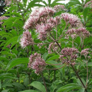 Figure 27. Hollow Joe Pye weed, Eutrochium fistulosum (Photo credit: Kerry Woods CC BY-NC-ND 2.0)