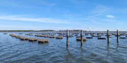 Floating cages of an Alabama oyster farm in the Gulf.